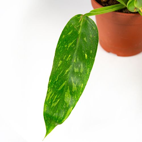 Филодендрон Жозе Буэно Philodendron Jose Buono 45/15