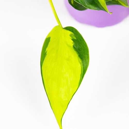 Филодендрон лазящий Filodendron scandens d13