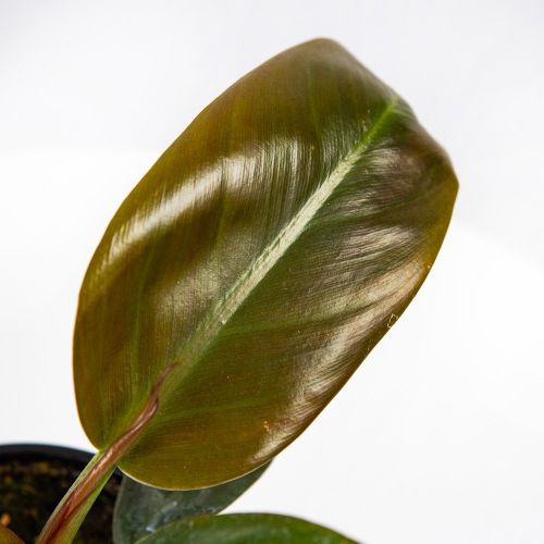 Филодендрон кустовой Philodendron bush Imperial Red /13