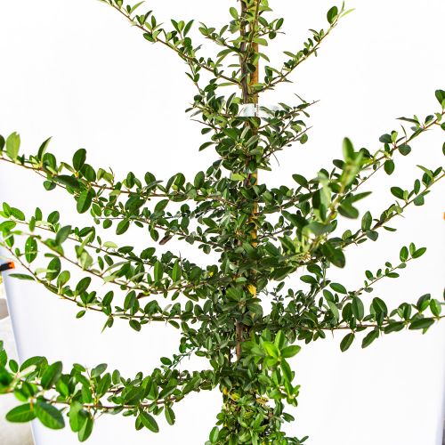 Пираканта микс Pyracantha in varieta 10л (И)