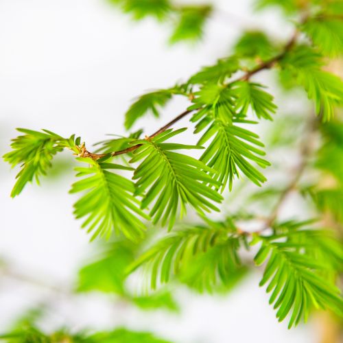 Метасеквойя глиптостробоидная 175/200 Metasequoia glyptostroboides 10л (Н)