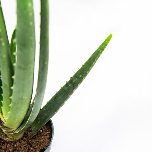 Алоэ настоящее Aloe vera 35/10 (Н)