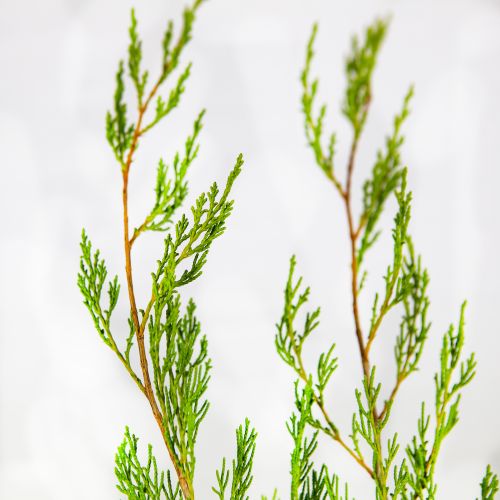 Можжевельник виргинский Канаэрти Juniperus virginiana Canaertii (ЗК)