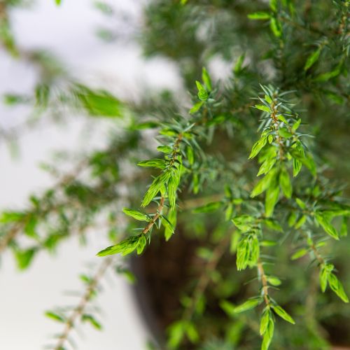 Можжевельник обыкновенный Хиберника Juniperus communis Hibernica 5л