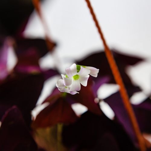 Кислица треугольная Oxalis triangularis п/к 2,4л