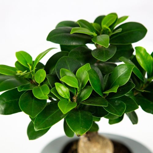 Фикус гинсенг утолщ горшок Ficus Ginseng In Folded Pot 35/14 (Н)