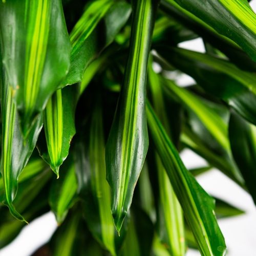 Драцена Синто разветвленная Dracaena Cintho branched 120/24 (Н)