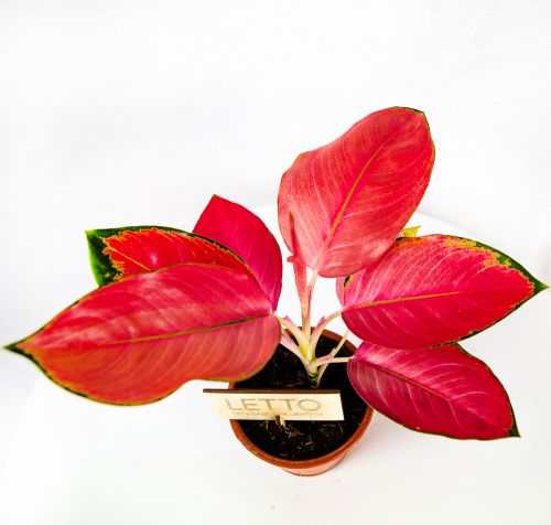 Аглаонема Ред Джой Aglaonema Red Joy 30/12 (Н)