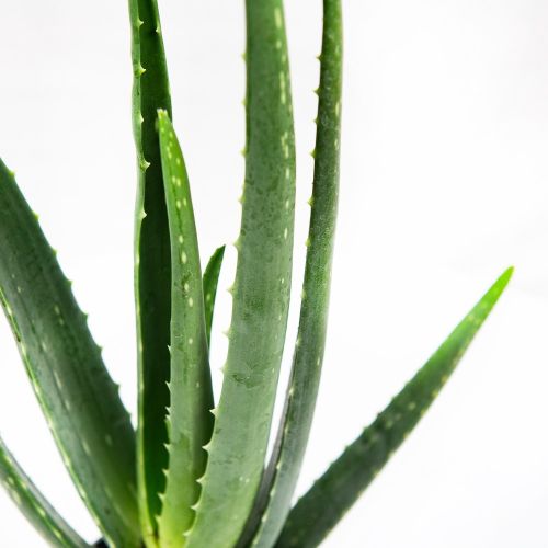 Алоэ настоящее Aloe vera 35/10 (Н)