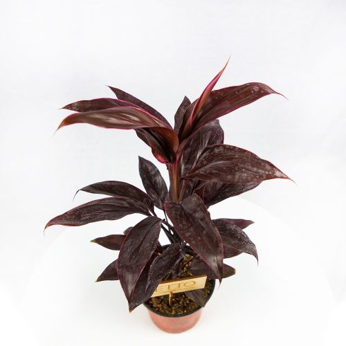 Кордилина кустарниковая Мамбо Cordyline fruticosa Mambo /13