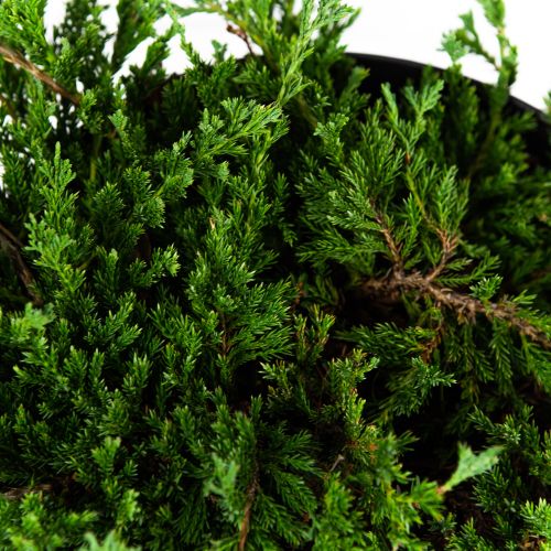 Можжевельник горизонтальный Принц Уэльский Juniperus horizontalis Prince of Wales 10л (ЗК)