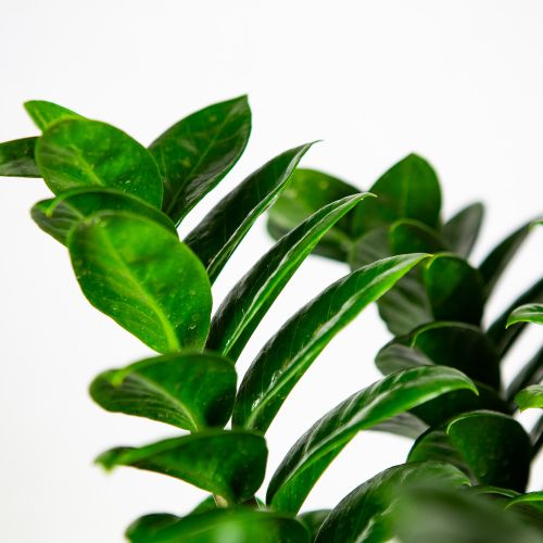 Замиокулькас Зензи Zamioculcas Zenzi  60/21