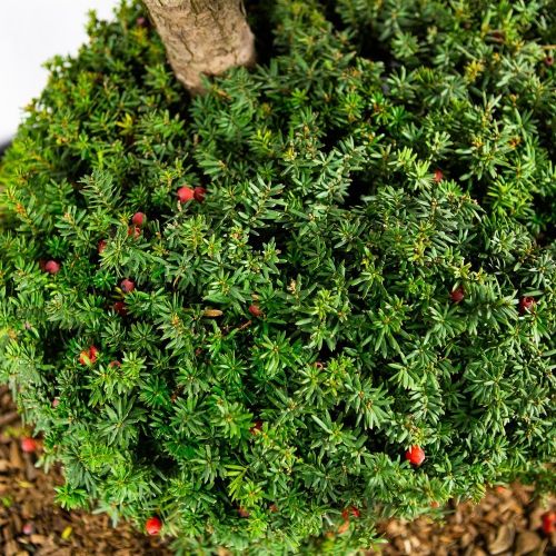 Тис остроконечный БОНСАЙ с90 Taxus cuspidata BONSAI (Н)