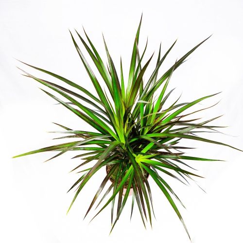 Драцена маргината Маджента Dracaena magenta 1рр /15 (Н)