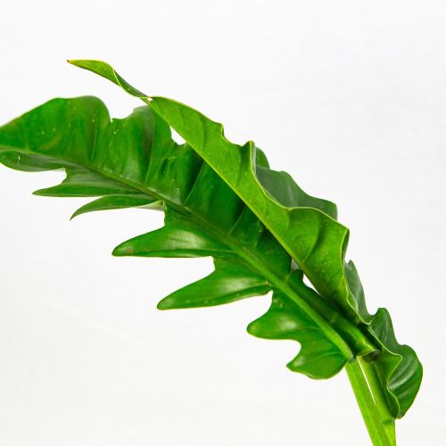 Филодендрон Нарроу Эскейп Грин Philodendron Narrow Escape Green 45/14