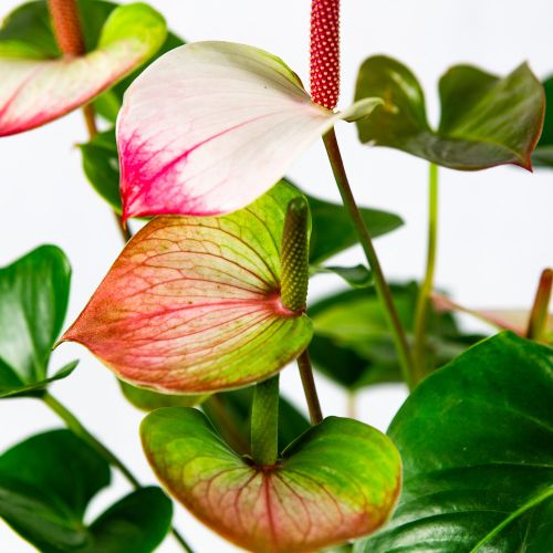 Антуриум Андре Амалия Элеганс Anthurium andraeanum Amalia Elegance 60/17