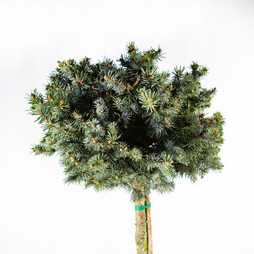 Ель колючая Glauca Globosa 1/4 ШТАМБ с20 Picea pungens Glauca Globosa (И)