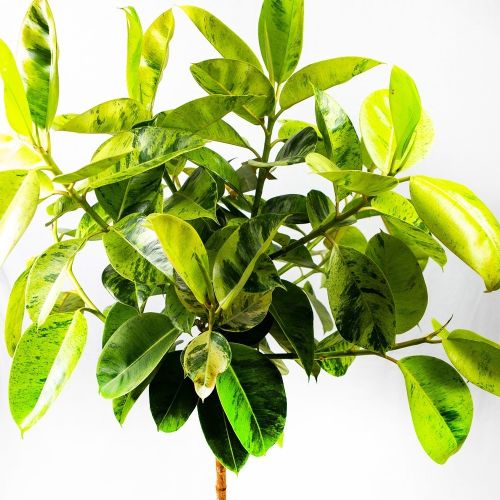 Фикус каучуконосный Ficus El Shivereana Moonshine On Stem 130/30 (Н)