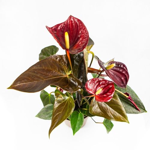 Антуриум Anthurium Andreanum Delicata Just Perfection 4+ 50/14 (Н)