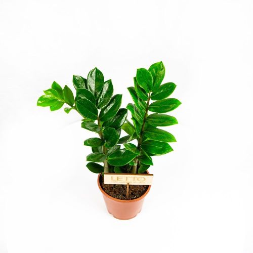 Замиокулькас Zamioculcas 40/12 (Н)