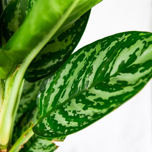 Аглаонема Джангл Сильвер Aglaonema Jungle Silver 60/19 (Н)