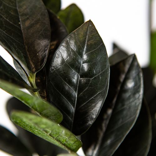 Замиокулькас Блэк Равен Zamioculcas Black Raven 60/17 (Н)