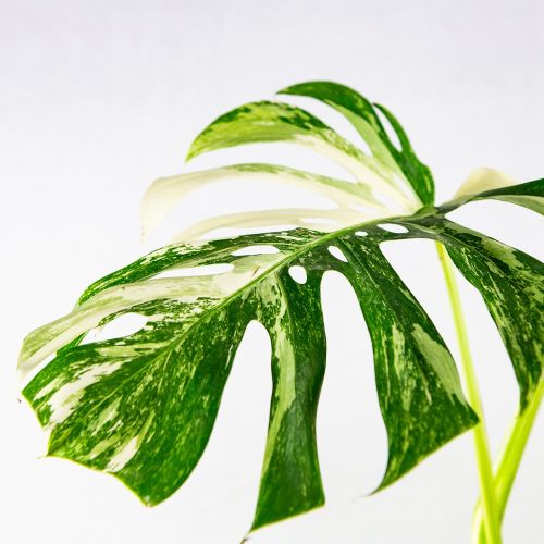 Монстера деликатесная Monstera deliciosa Variegata 60/30 (Н)