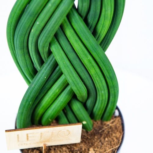 Сансевиерия цилиндрическая коса Sansevieria cylindrica braid 55/17 (Н)