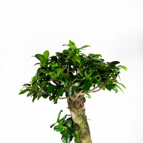 Фикус гинсенг S-образный Ficus ginseng S-type 70/27 (Н)