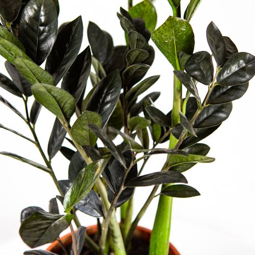 Замиокулькас Блэк Равен Zamioculcas Black Raven 60/17 (Н)