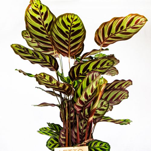 Калатея Макоя Calathea makoyana 45/14