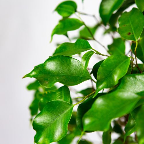 Фикус Бенджамина Экзотика труба Ficus benjamina Exotica tube 100/24 (Н)