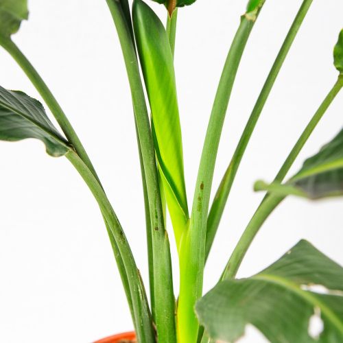 Стрелиция королевская Strelitzia reginae 2 рр 21 см 80 см (выс. без горшка)