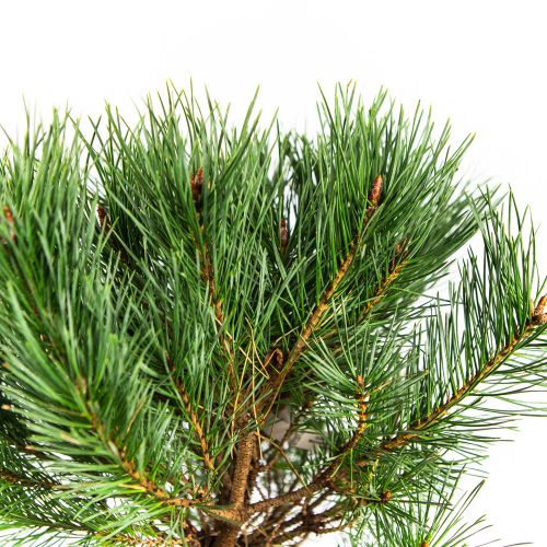 Сосна обыкновенная Ватерери Pinus sylvestris Watereri 5л (Н)