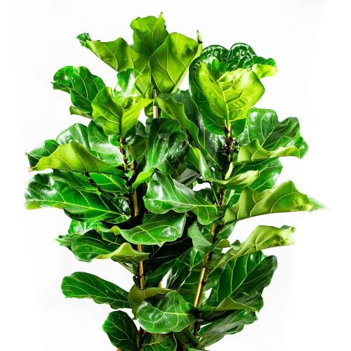 Фикус лировидный 3 ствола Ficus lyrata 3 pp 170/34 (Н)