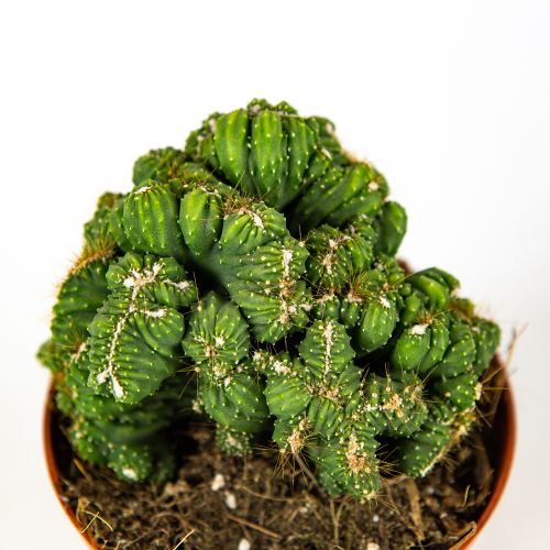 Цериус Cereus Peruvianus Crestato Potcover 12/10,5