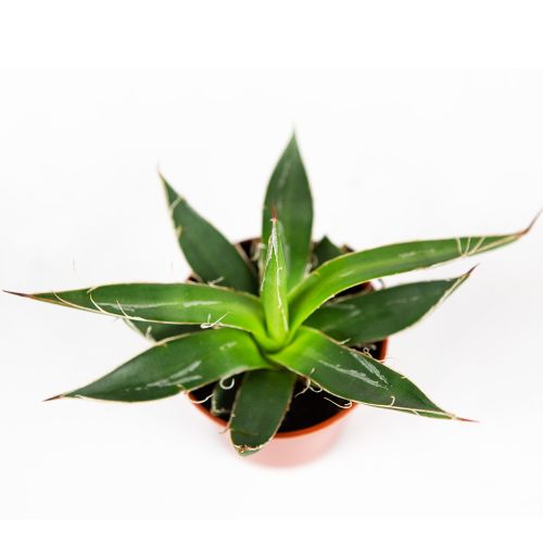 Агава нитеносная Agave filifera 8/5.5 (Н)