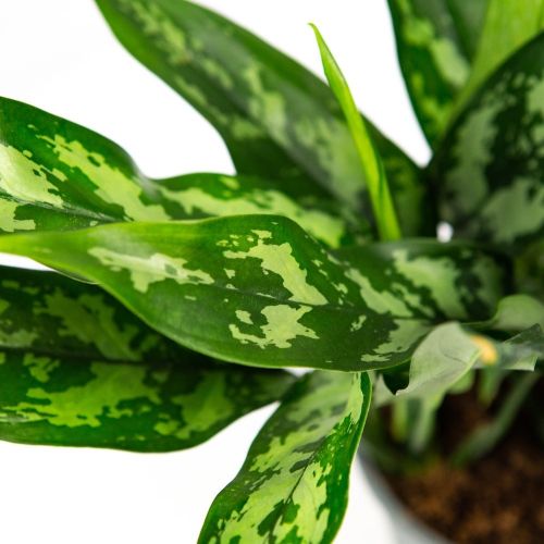 Аглаонема Мария Aglaonema Maria 30/12 (Н)