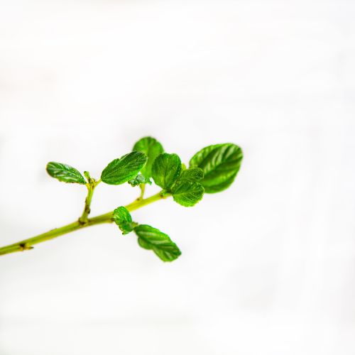 Цеанотус Ceanothus 5л (Н)