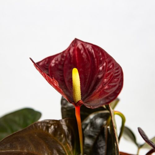 Антуриум Anthurium Andreanum Delicata Just Perfection 4+ 50/14 (Н)