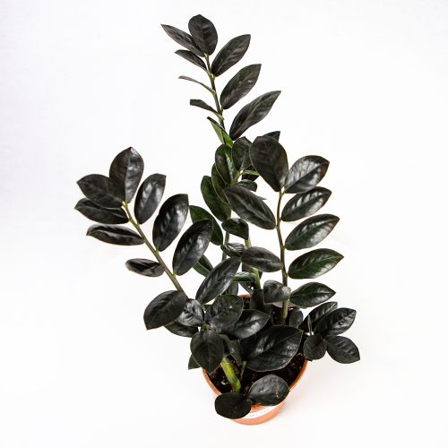 Замиокулькас Блэк Равен Zamioculcas Black Raven 4+ 45/14