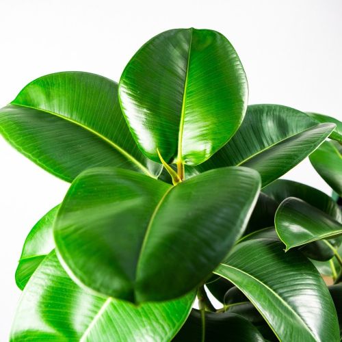 Фикус каучуконосный Робуста на штамбе Ficus elastica Robusta on stem 130/20 (Н)