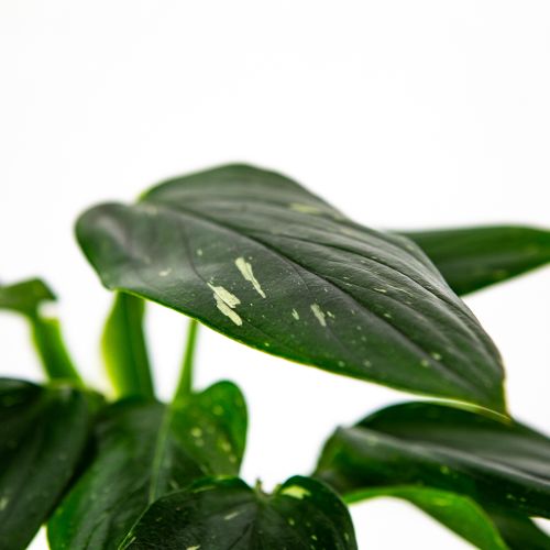 Филодендрон Кобра Philodendron Cobra 50/17