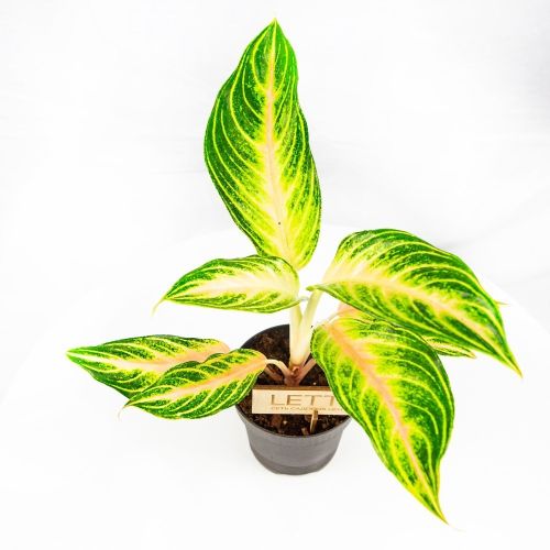 Агалонема Айкатчер Aglaonema Eyecatcher 40/12 (Н)