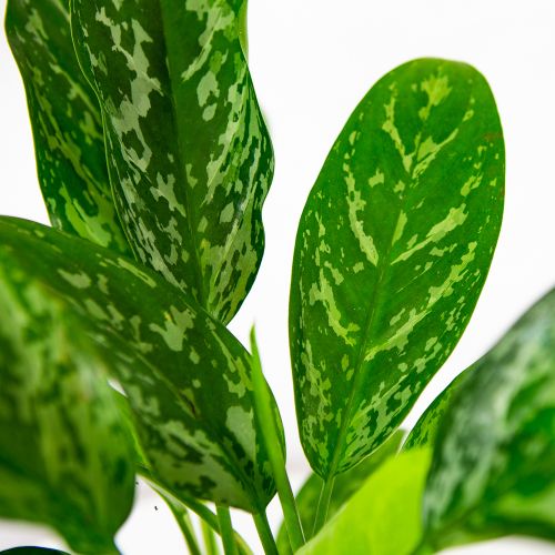 Аглаонема Грин Леди Aglaonema Green Lady 40/17 (Н)