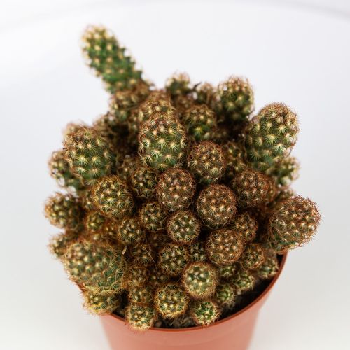 Маммиллярия удлинённая микс Mammillaria elongata mix 20/12