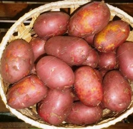 Картофель семенной Ред Соня РС-1, семена весовые сетка10кг