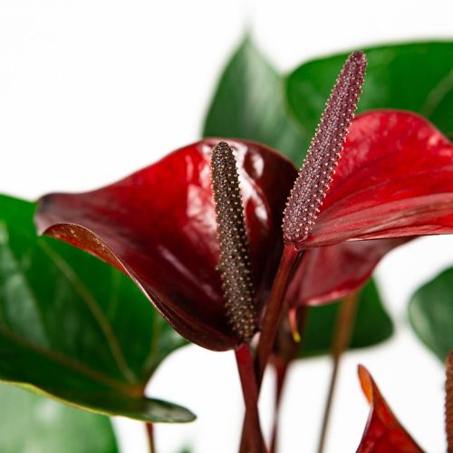 Антуриум Андре Адиос Ред Anthurium andraeanum Adios Red 7+ 55/17