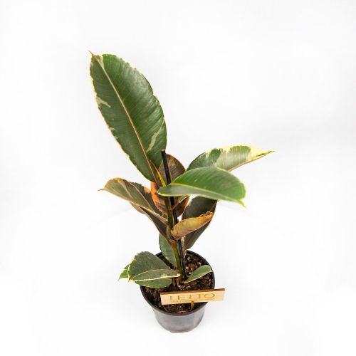 Фикус Ficus elastica Belize1лт 20/30