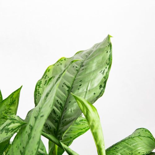 Аглаонема Фридман Aglaonema Freedman 70/22